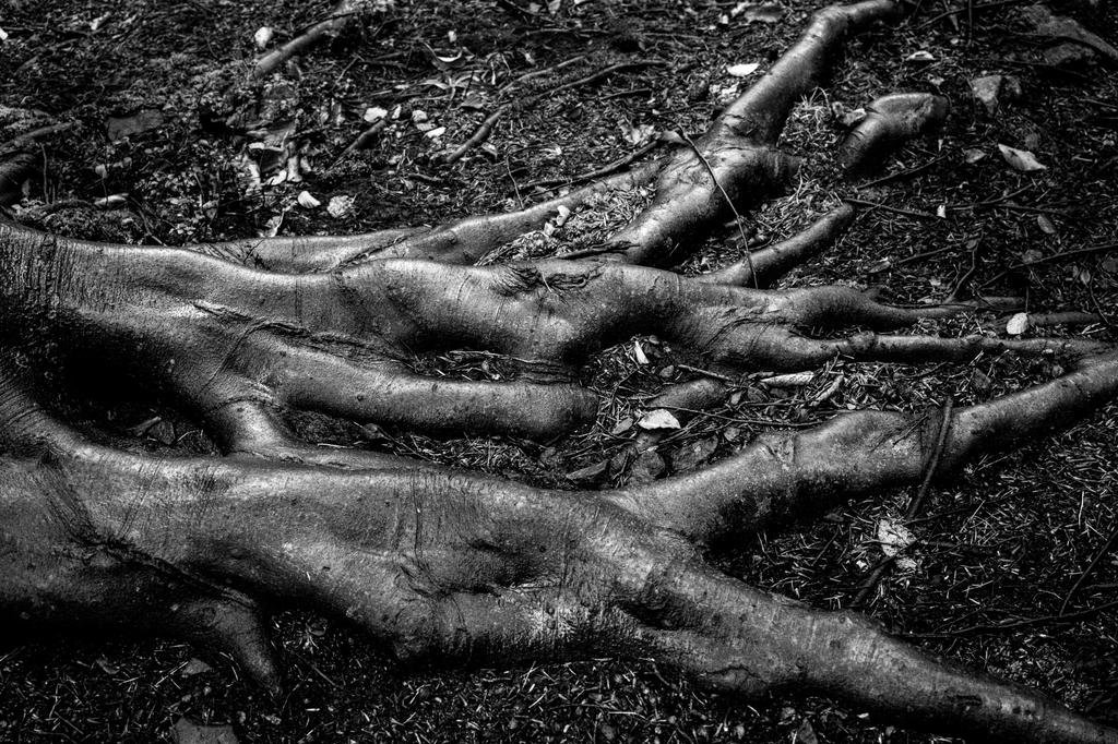 Odsłonięte korzenie drzewa na ziemi, czarno-białe zdjęcie.